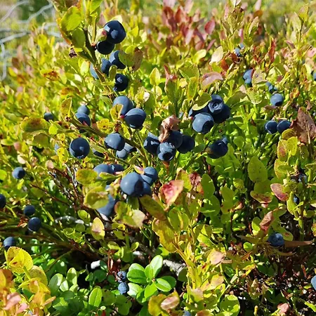 Awesome In With Kitchen Semesterbostad *